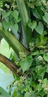 Image result for Mikania cordata