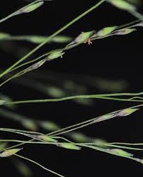 Image result for Panicum adenophorum