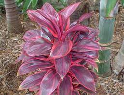 Cordyline Amanda S Blush Plant Aesthetic Palm Plant Purple Plants