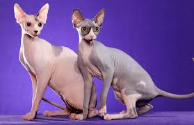 القط الفرعوني 300 إلى 3 000 دولار baby cats cat wallpaper cats