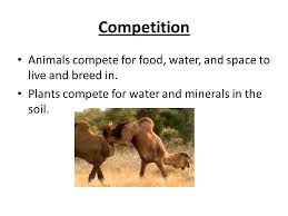 Functions of animal adaptationsthe following shows a list of adaptations found in animals. Desert Biome By Josh Brown And Mary Laurel Parks Ppt Download