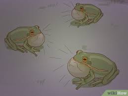 How To Tell If Your Tree Frog Is Male Or Female 9 Steps I am a cartoon avatar it turns out that the best cartoons come in twos. tree frog is male or female