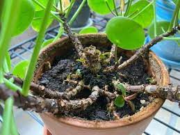 Secrets Of Pilea Peperomioides Or Chinese Money Plant Care Chinese Money Plant Care Chinese Money Plant Money Plant Care