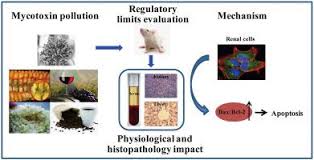 In food and chemical toxicology. Toxicological And Physiological Effects Of Successive Exposure To Ochratoxin A At Food Regulatory Limits Food And Chemical Toxicology X Mol