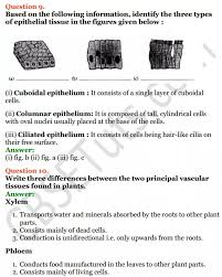 Maybe you would like to learn more about one of these? Selina Concise Biology Class 7 Icse Solutions Chapter 1 Plant And Animal Tissues Cbse Tuts Https Www Cbsetuts Com Selina Co Biology Class Biology Solutions