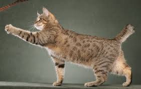 Pixie Bob Cat Breed Cat Breeds Of The World