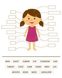 Contraction cut and paste #2 is a simple worksheet designed to reinforce a lesson that has been students label the parts of a flower with this free cut and paste activity. Learn Body Parts Stock Illustrations 540 Learn Body Parts Stock Illustrations Vectors Clipart Dreamstime
