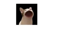 268 2 accurate pop cat skin, lmao, lol. Pop Cat 2 0 Tynker
