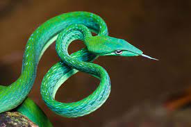Ahaetulla Prasina New Variety Of Vine Snake Found In Western Ghats Click Below To Know More Vine Snake Cute Reptiles Beautiful Snakes