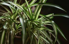 Image result for Chlorophytum hirsutum