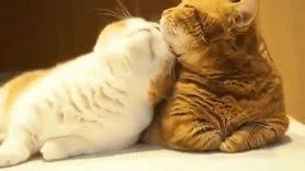 Askin En Guzel Hali Cat Cat Love Love Cats Couple Cats Couple Couple Animals Gifs Animals Haha Lol Imao Ask Love Cute Love Cat Gif Cat Love Cats Cat Couple