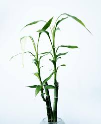 Instead of growing in the characteristic runs of running bamboo, this type clumps together to form a thick, dense bamboo forest. How To Get Rid Of Algae In Bamboo Plant Dengarden
