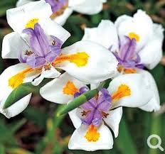White Butterfly Iris White Flowers Yellow Plants Iris Flowers