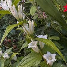 Image result for Gentiana asclepiadea alba