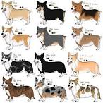 10 Fun Facts About Corgis | Mental Floss