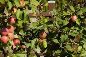 Vom kleinen zweig bis zum dicken ast sind unterschiedliche scherentypen gefragt. Obstbaume Von A Z 18 Arten Fur Deinen Garten