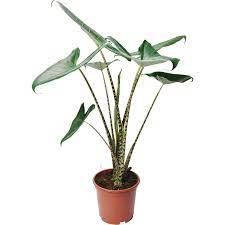 In the spring, plants are often smaller than plants shipped in the fall. Pfeilblatt Topf O Ca 19 Cm Alocasia Zebrina Kaufen Bei Obi