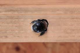 You won't see nests or colonies like honey or bumble bees. How To Get Rid Of Carpenter Bees Carpenter Bee Trap Spray