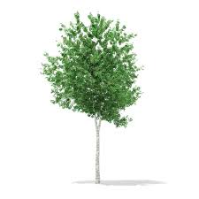 Silver Birch Betula Pendula 8 3m 3d Model Ad Betula Birch Silver Model Betula Pendula Silver Birch Birch Tree