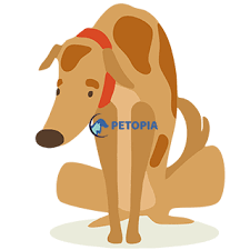 kopeklerde kanli ishal parvovirus umraniye veteriner