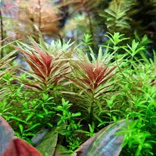 Image result for Limnophila
