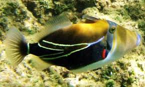 Feel free to browse the index to get familiar with what the wiki has to offer! Aquarium Staff Welcome Unprounceable Hawaiian Arrival Humuhumunukunukuapua A Daily Mail Online