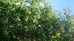 Image result for Gnidia hockii