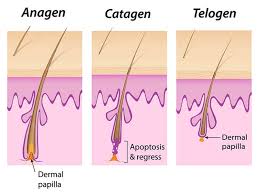Lost 20 pounds or more. How Fast Does Human Hair Grow The Average Number