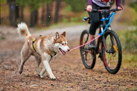 You can also use something sticky like duct tape to tug the barbs out of your skin. 4 Tips For Biking With Your Dog How To Guide Tractive