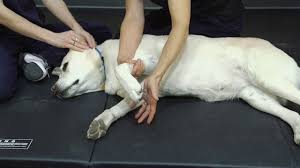 1530 4th street north st. River Valley Veterinary Wellness Clinic Small Animal Hospital