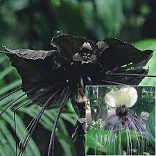 Cool Plant The Bat Plant Google Search Cool Plants Bat Plant Bat Flower