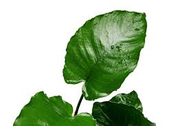 Image result for Blumea adamsii