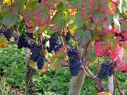Weinreben Pflanzen Pflanzzeit Winterharte Resistente Sorten Plantura Weinreben Pflanzen Pflanzen Reben