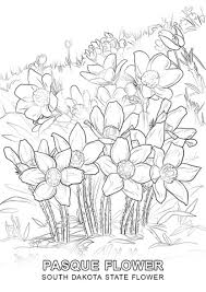 Check spelling or type a new query. Pennsylvania State Flower Coloring Page Free Coloring Library