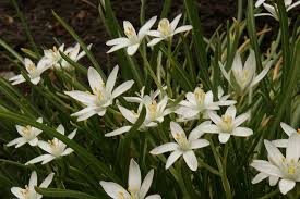 How to store garden bulbs. Star Of David Flower Bulb Flowers Flowers Star Of David