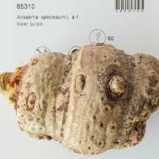 We zijn een kwekerij van vaste planten die we kweken en verkopen voor de particuliere sector. Arisaema Speciosum Schattenpflanzen Stauden Qfb Gardening