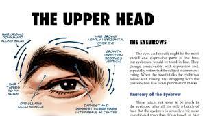 Pin By Maggie H On The Mad Art Of Caricature Tom Richmond Caricature Face Drawing Head Anatomy
