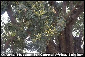 Image result for Quassia undulata