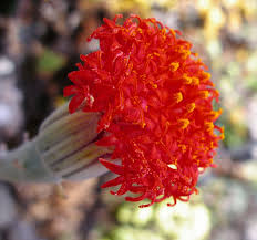 Image result for Kleinia sp.no.1