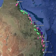 Image result for Sporobolus natalensis