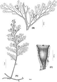 Image result for Crepidomanes inopinatum