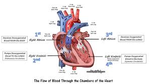 Lab 4 The Circulatory System Bio 111l Scientist Cindy