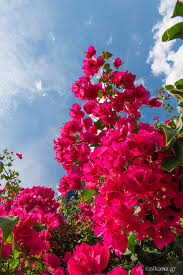 We did not find results for: Bougainvillea The Most Beautiful Flower Of The Mediterranean Nikana Gr