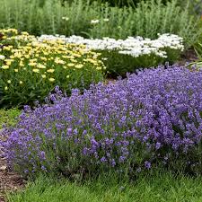 Image result for Lavandula