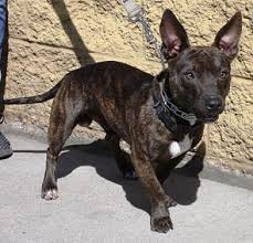 Bouledogue or bouledogue français) is a breed of domestic dog, bred to be companion dogs. Gilbert Az Dachshund Meet Frenchie A Pet For Adoption