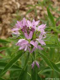 Image result for Eriosema monticola