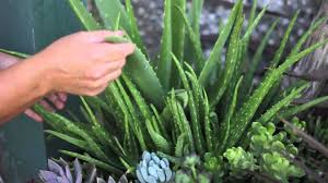 It's a great source of vitamin c, which you probably know is good for your immune system and also acts as an antioxidant. The Recommended Variety Of Aloe Vera Plant For Harvesting Solving Plant Needs Youtube