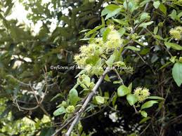 Image result for Pisonia aculeata