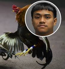 Fatal Hawaii cockfight shooting began with an argument