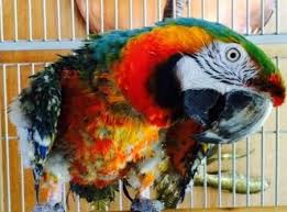 Adopt Fuzzy On Petfinder Parrot Rescue Macaw Cute Baby Animals